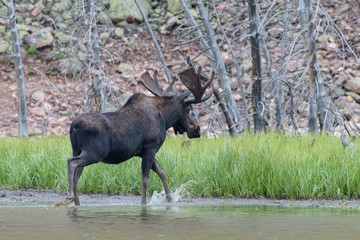 Shiras Moose in Colorado. Shiras are the smallest species of Moose in North America