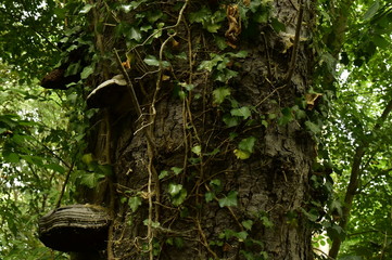 Obraz premium Champignons en demi-assiette sur un tronc couvert de végétation au bois du domaine Coloma à Sint-Pieter-Leeuw