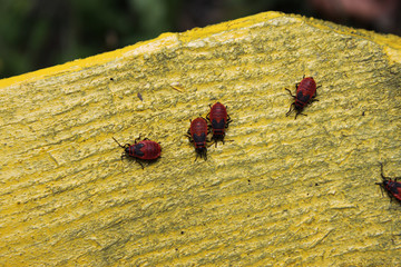 Bedbug soldier group of bedbugs sitting on a tree close-up.
