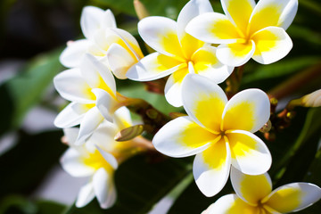 Fototapeta na wymiar Soft frangipani flower or plumeria flower bouquet on tree branches. Plumeria is a white and yellow petal, and flowering is beauty in Asia, tropical climate.