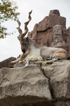 Markhor male at rest on the rock. Moscow zoo. Latin name - Capra falconeri