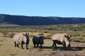 three rhino in africa