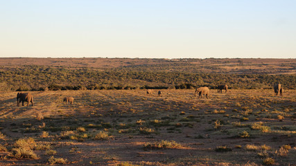 herd of elephants africa