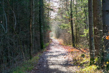 Wanderweg durch den Wald
