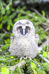 Junger Greifvogel in einer Fichte