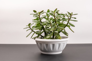 Succulent houseplant Crassula in a pot on black shelf against white background