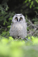 Junger Greifvogel in einer Fichte