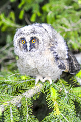 Junger Greifvogel in einer Fichte