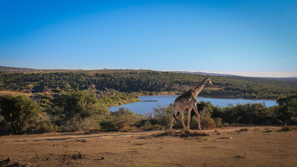 giraffe with lake and mountains on safari