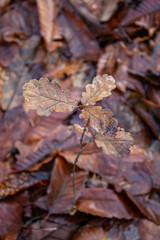 Pianta secca in mezzo alle foglie secche