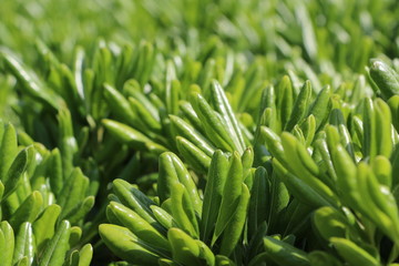 Obraz premium Plantes cactées