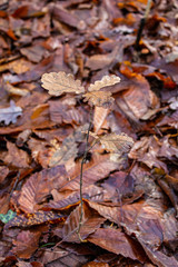 Pianta secca in mezzo alle foglie