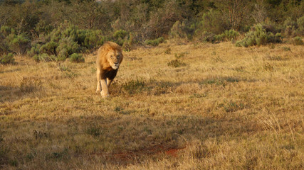 male lion at sunrise in africa