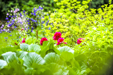 Fototapete bei efototapeten.de bestellen   