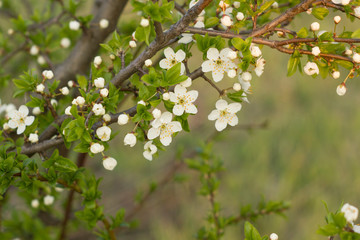 Natural boarder of white spring flowers and fresh leaves on branch with copy space