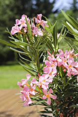 Oleander