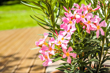 Oleander