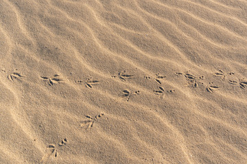 Birds footprints in the sand shot at bright day