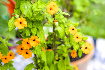 Blumenbeet