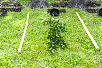 Fototapete bei efototapeten.de bestellen   