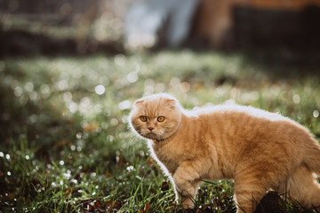 Red scottish fold cat in spring on the street hunts in the grass backlight beautiful bokeh. A pet....