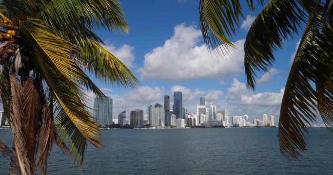 A wide shot of the iconic Miami skyline as seen though the palm trees on Watson Island on a sunny summer day. Shot in slow motion.  	