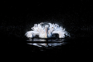 White big pelican with flapping wings and drops of water swimming in black water
