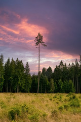a single high needle tree in a forest