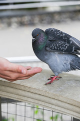 Pigeon eats from the hand of man in the park.