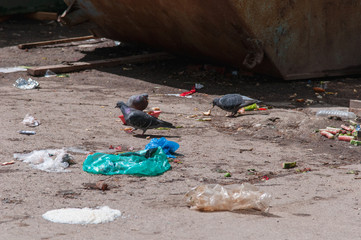 pigeons seek food in the garbage. garbage dump.ecological catastrophe, environmental pollution