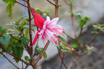 lady's eardrops flower on nature background. Fuchsia is a type of annual flower.