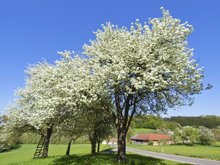 Naklejka premium Birnbaum in Blüte, Vierkanthof, Österreich, NIederösterreich,