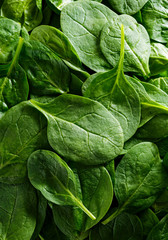 Fototapeta na wymiar Close-up of fresh organic spinach