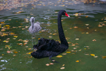 A black swan with his chick swims in a pond