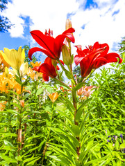 Fototapete bei efototapeten.de bestellen   