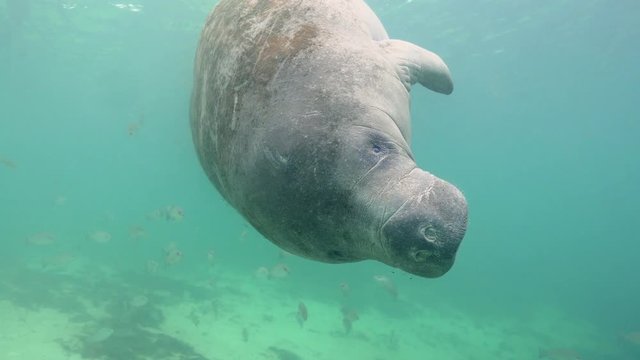 A wild, friendly, playful West Indian Manatee (trichechus manatus)  dives down to a SCUBA diver and initiates contact, by checking out diver's fins and legs.