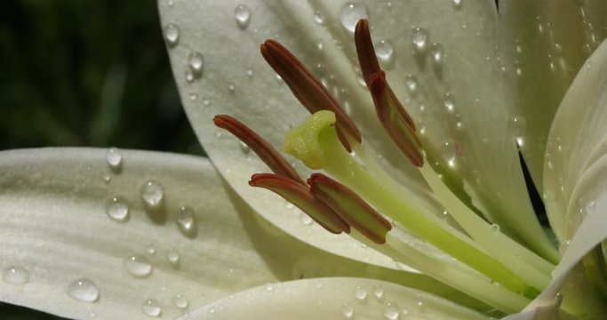 Lilium , details of the flower
