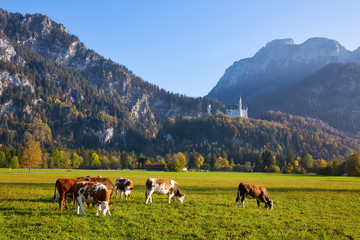 Fototapeta na wymiar Serene rural landscape with cows grazing in the meadow with the view to Neuschwanstein castle, Bavaria, Germany