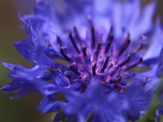 purple flower