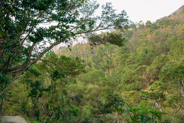 trees and the forest around the hiking trail of ma on shan country park in hong kong china
