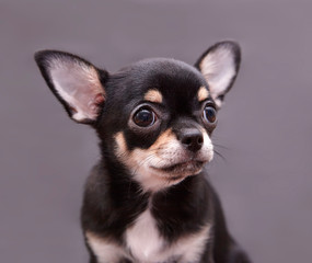 chihuahua portrait  of grey background