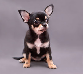 chihuahua puppy on grey background