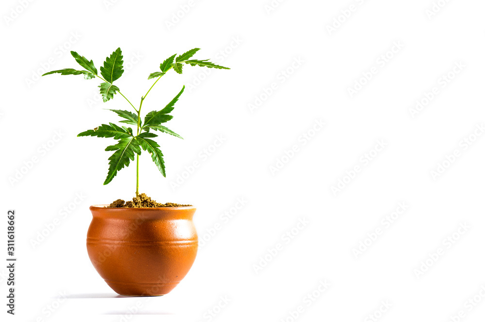 Wall mural young neem tree in clay pot on white background. azadirachta indica tree.