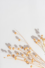 Dry flower branch on a light grey background, top view, copy space. Trend, minimal concept.