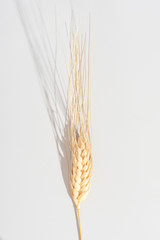 Golden ears of wheat on a grey background. Flat lay, top view minimal neutral flower background. Minimal, stylish, trend concept. 