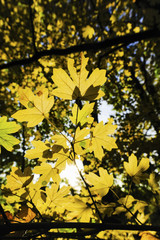 Landschaftsgarten Harrachpark im Herbst, Österreich, NIederöst