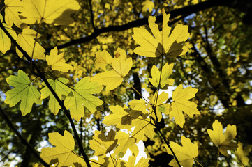 Landschaftsgarten Harrachpark im Herbst, Österreich, NIederöst