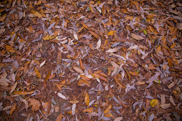 Background of colorful autumn leaves on forest floor . Abstract autumn leaves in autumn suitable as background . Autumn leaves on a meadow . Yellow leaves on the floor .