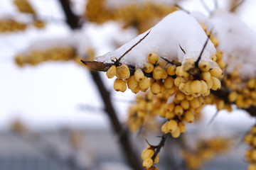 branch of sea buckthorn with snow in winter