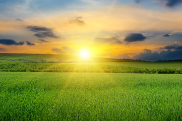 Green field, sunrise and blue sky.